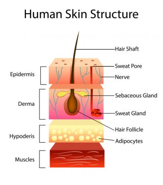 Human skin structure, vector illustration clipart