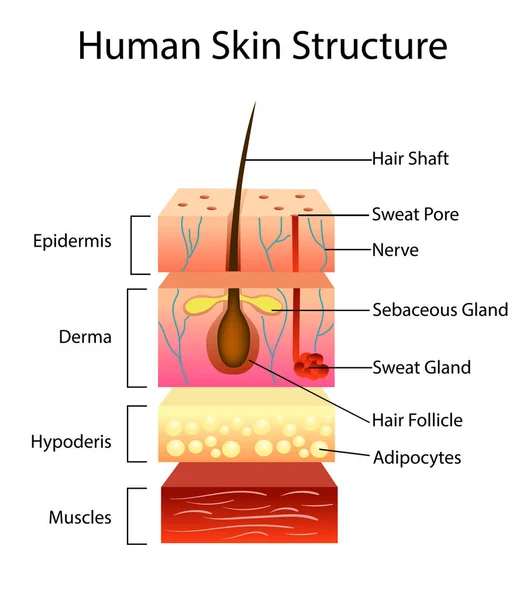 Human skin structure, vector illustration — Stock Vector