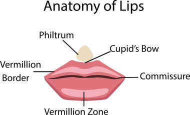 Dudaklar, vektör çizim anatomisi