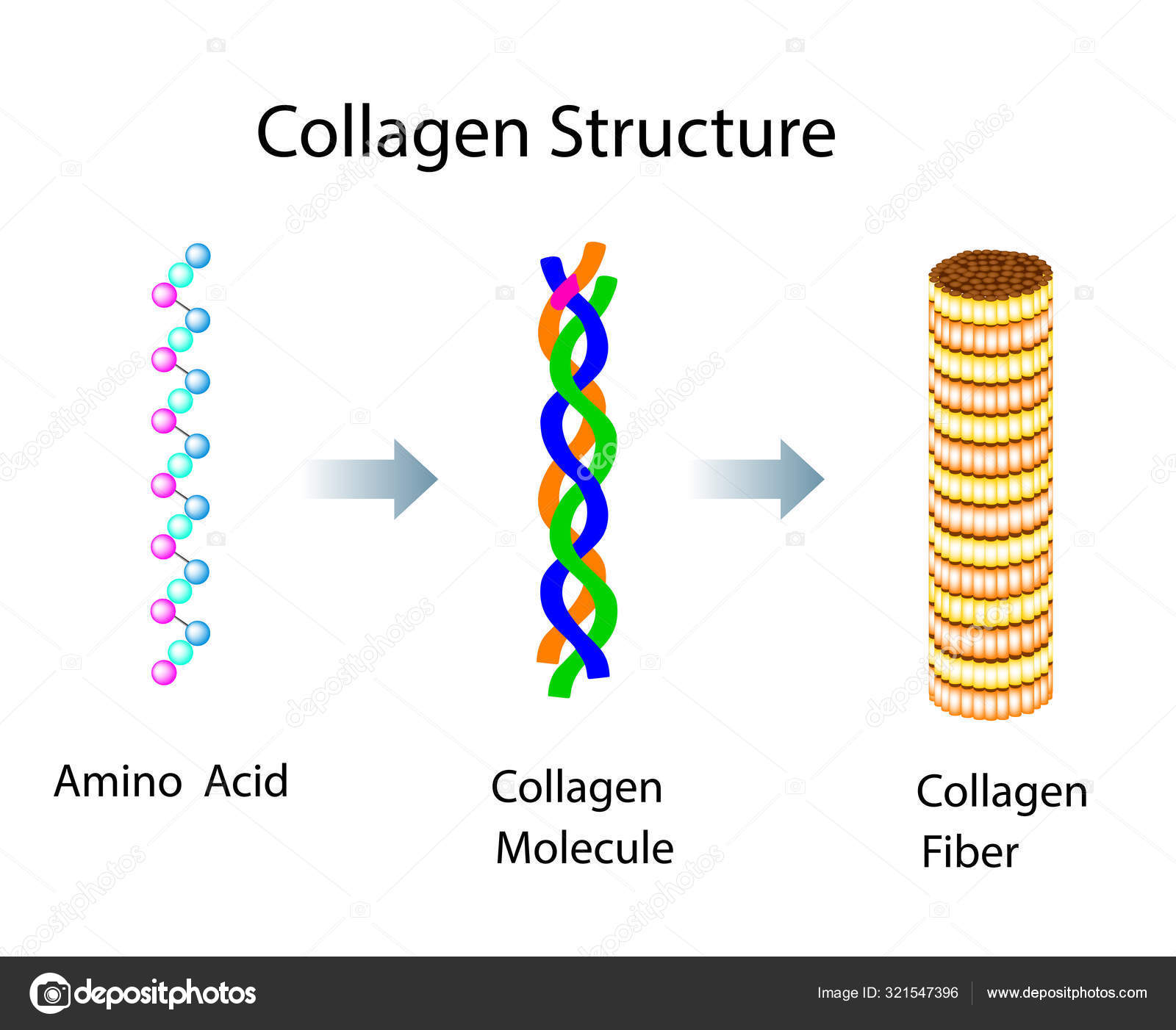 Vector illustration with collagen structure for medical and educational