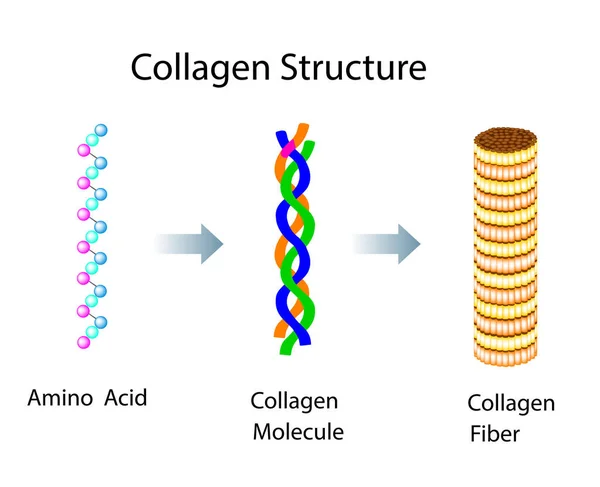 医学和教育图片用胶原蛋白结构的载体图解 — 图库矢量图片