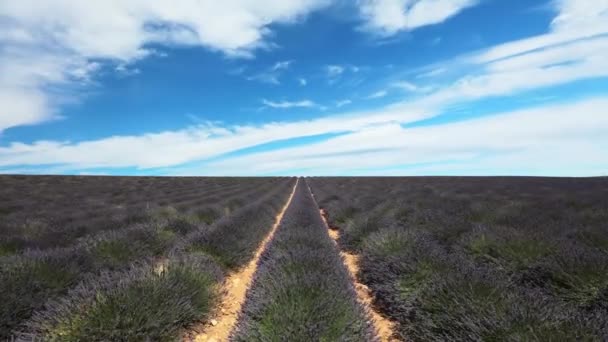 Timelapse lavender сфера — стокове відео