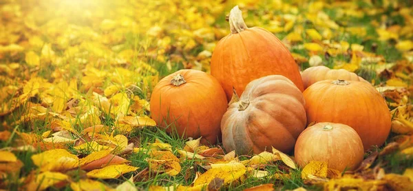 Autumn pumpkins in fallen leaves, Thanksgiving concept — Stock Photo, Image