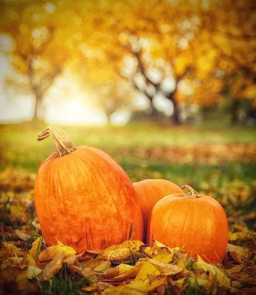 Осенние тыквы в опавших листьях, концепция Дня благодарения — стоковое фото