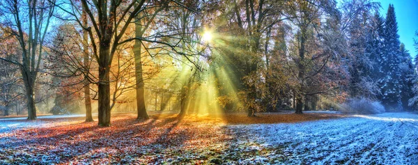 Rayos de sol matutinos en bosque invernal —  Fotos de Stock