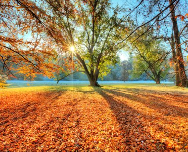 Sabah yapraklara geç sonbahar ormandaki