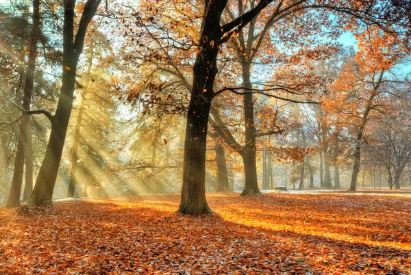 Солнечные лучи в позднем осеннем лесу — стоковое фото