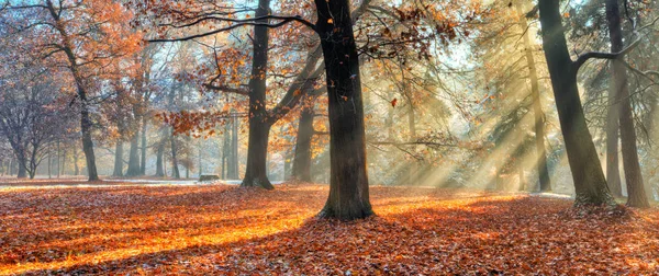 Ochtend zonnestralen in de late herfst bos — Stockfoto