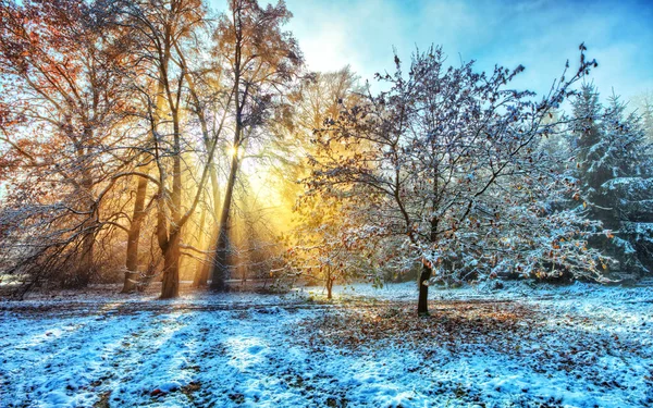 Rayons de soleil matinaux dans la forêt d'hiver — Photo