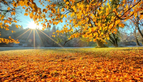 Morgon solstrålar i sena hösten skogen — Stockfoto