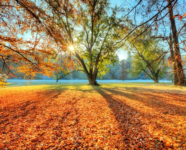 Morgon solstrålar i sena hösten skogen — Stockfoto
