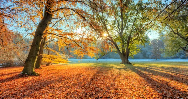 Morning sunrays in late autumn forest — Stock Photo, Image