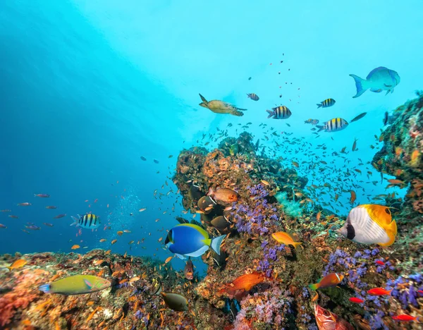 Belo recife de coral com peixes coloridos ao redor — Fotografia de Stock