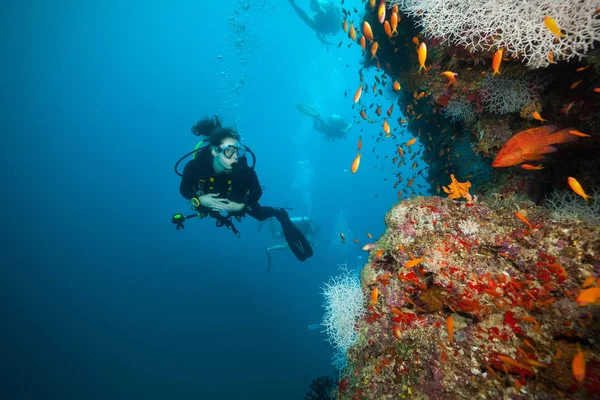 Nuori nainen sukeltaja tutkii koralliriutta — kuvapankkivalokuva