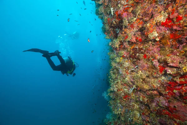 Csoportja korallzátony feltárása búvárok — Stock Fotó