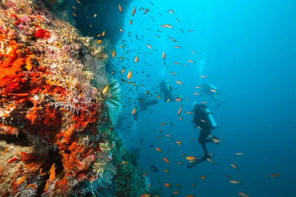 Ryhmä sukeltajat tutkivat koralliriutta — kuvapankkivalokuva