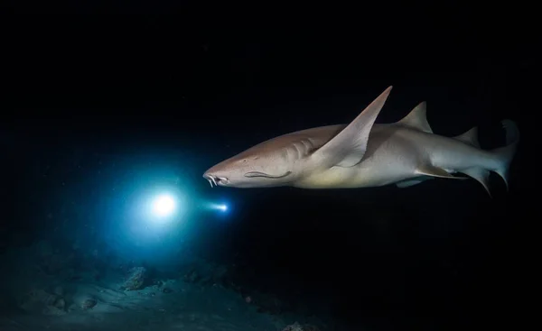 Bonnethead shark hunting at night — Stock Photo, Image