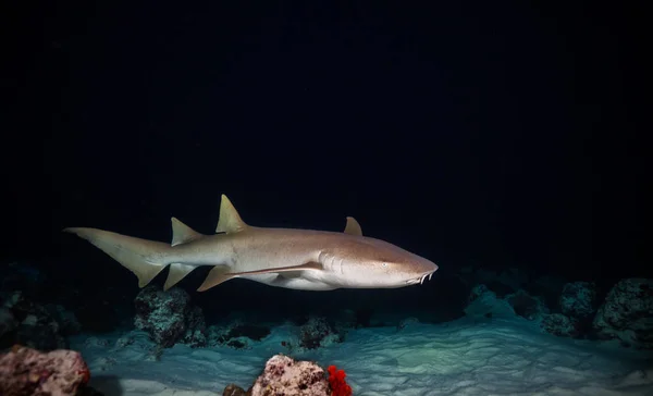 Bonnethead haj jakt på natten — Stockfoto