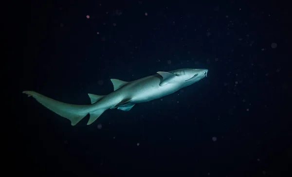 Bonnethead shark hunting at night