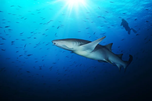 Bonnethead žralok s siluetu potápěče — Stock fotografie