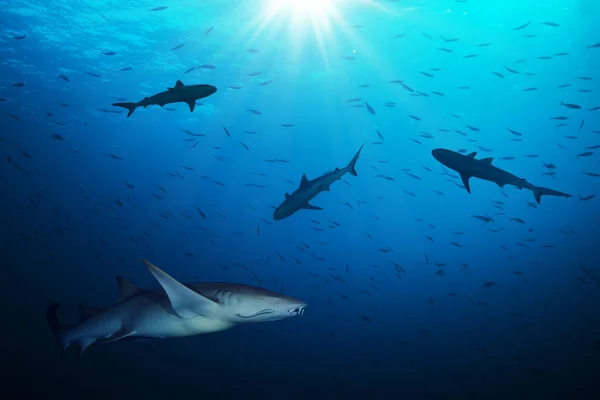 Group of sharks hunting smalls fish — Stock Photo, Image