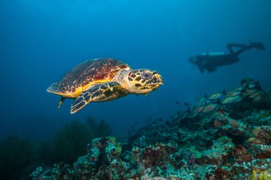 Deniz dibinde yüzen Maldivlere hawkbill kaplumbağa