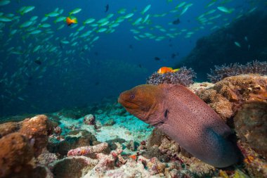 Moray eel hidden under coral reef clipart