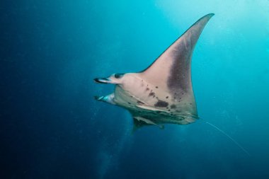 Beautiful big manta ray in deep blue ocean clipart