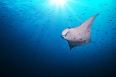 Güzel büyük manta ray masmavi Okyanusu