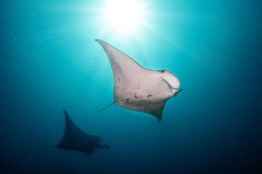 Beautiful big manta rays in deep blue ocean clipart