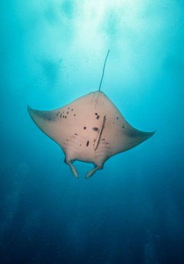 Güzel büyük manta ray masmavi Okyanusu