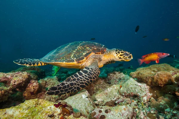 Мальдивская черепаха-ястреб плавает на дне моря — стоковое фото