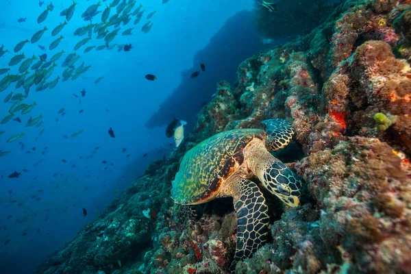 Falco maldiviano tartaruga galleggiante sul fondo del mare — Foto Stock