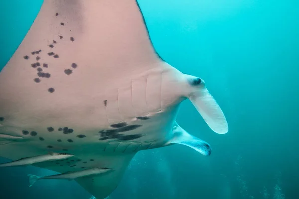 Primer plano del gran rayo manta en el océano azul profundo —  Fotos de Stock