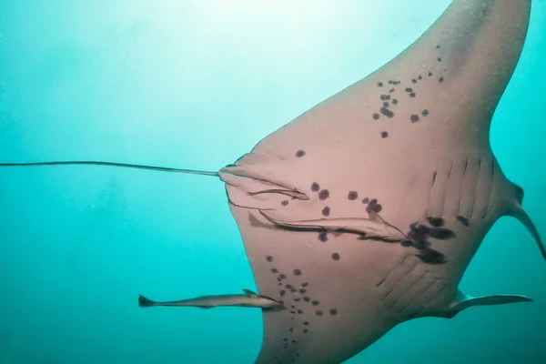 Primer plano del gran rayo manta en el océano azul profundo —  Fotos de Stock