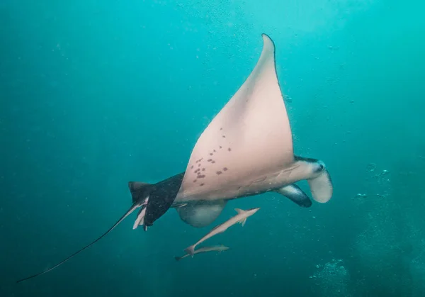 Krásná velká manta ray, temně modrý oceán — Stock fotografie