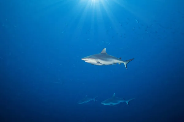 Whitetip žraloci plovoucí v hluboké vodě — Stock fotografie