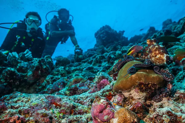 Dos buceadores explorando arrecifes de coral —  Fotos de Stock