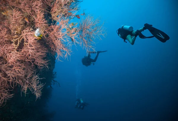 Grupo de buceadores explorando arrecifes de coral —  Fotos de Stock