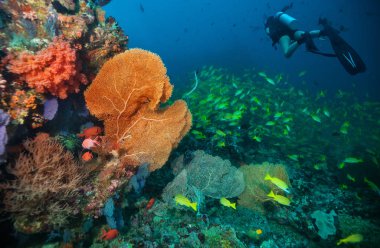 Scuba divers exploring coral reef clipart