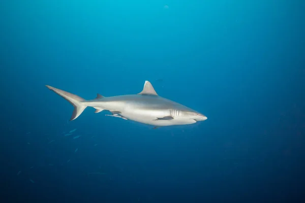 Requin gris de récif flottant en eau profonde — Photo