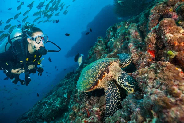 海の底を探る女性スキューバダイバー — ストック写真