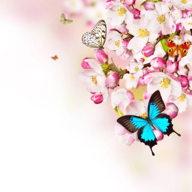 Kelebekler üzerinde bulanık doğa arka plan ile kiraz çiçekleri