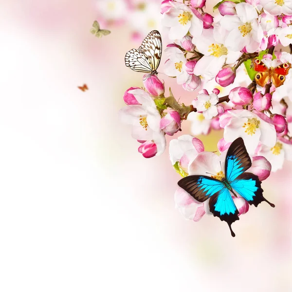 Cherry blossoms with butterflies over blurred nature background — Stock Photo, Image