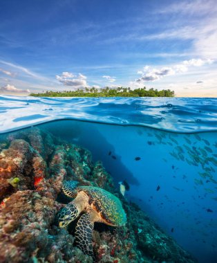 Mercan kayalığı su yüzeyinin altında keşfetmek hawksbill deniz kaplumbağası