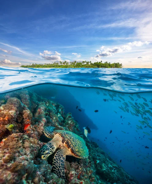 Hawksbill Sea Turtle esplorando la barriera corallina sotto la superficie dell'acqua — Foto Stock