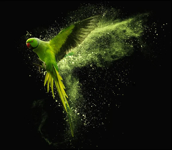 Loro volador Perico alejandrino con nubes de polvo de colores. Sobre fondo negro — Foto de Stock