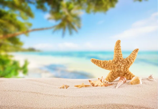 Tropik sahilde kum, yaz tatil arka plan deniz yıldızı ile. — Stok fotoğraf