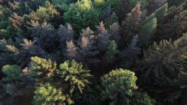 Lot nad lasem — Wideo stockowe