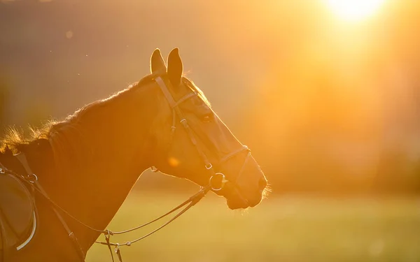 Retrato de cavalo marrom na luz de fundo do pôr do sol de verão — Fotografia de Stock